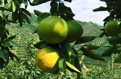 种植西瓜苗的前景最好