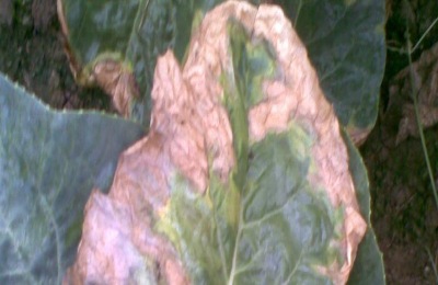 西兰花为什么会得黑腐病