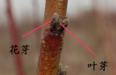 桃树花芽和叶芽的区别