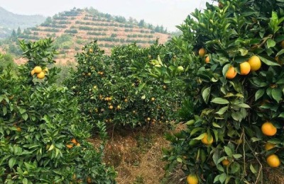 投资50亩脐橙多少钱