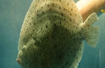 多宝鱼是海鱼还是淡水鱼?附加人工养殖技术