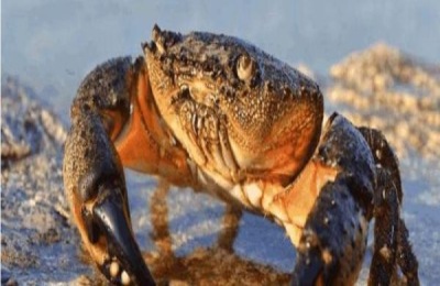 河北省霸州市有哪些特产