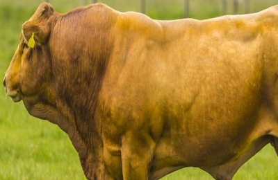 无公害肉牛怎么养殖