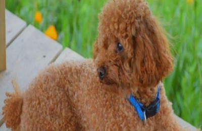 泰迪的别名叫什么