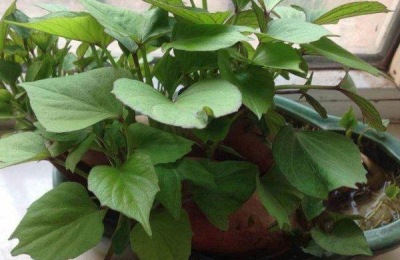 菜用红薯叶种植