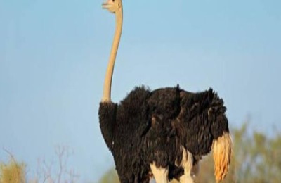 养鸵鸟有哪些优势