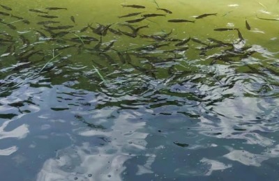 鲫鱼在脏水里能活吗,附养殖方法