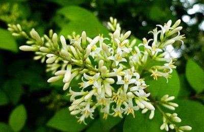 女贞树苗的价格是多少?品种有什么特点