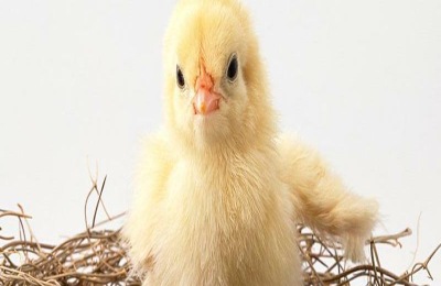 短脚鸡的价格是多少?短脚鸡的养殖前景如何