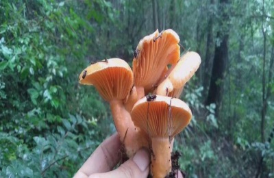 枞树菌生长环境