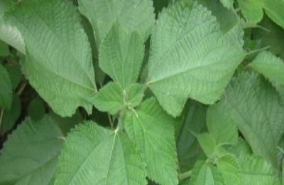 介绍湖南省沅江市五大特产