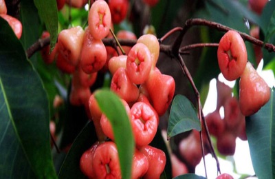 莲雾一斤多少钱？莲雾种植前景分析