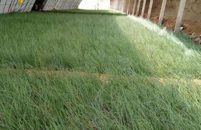 沙葱怎么人工种植 大棚种植沙葱技术