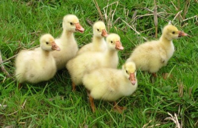 养1000只鹅要多少钱？现在养鹅如何