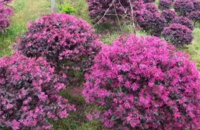 红花继木的种植技术,在微酸性土壤中生长良好