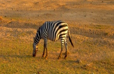 斑马喜欢吃什么食物