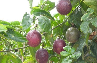 紫香百香果苗多少钱?育苗方法如何