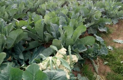 花菜需要什么肥料?花菜有哪些施肥方法