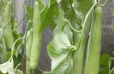 羊角蜜种植技术与管理