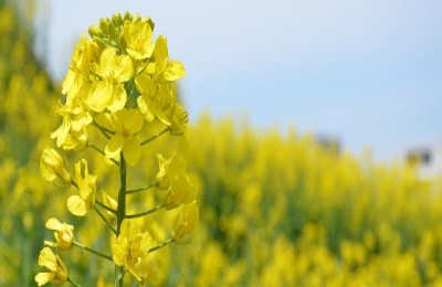 10月中旬适合种植什么农作物