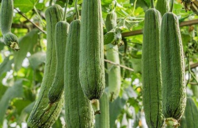 丝瓜可以长到几月份,附丝瓜的种植方法