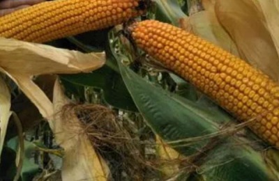 敦玉810玉米品种介绍，适合哪里种植，产量如何