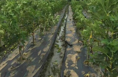 无花果种植方法