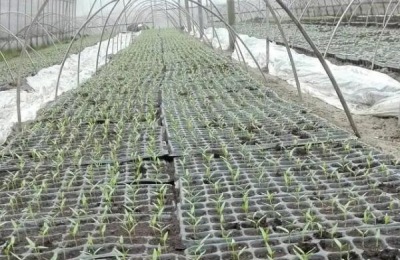 灯笼椒种子种植方法,灯笼椒种子发芽温度