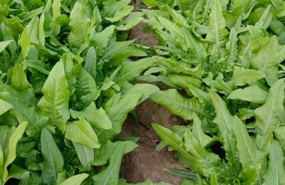 油麦菜播种时间和种植方法,油麦菜和生菜如何区分