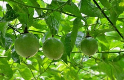 什么肥料用百香果