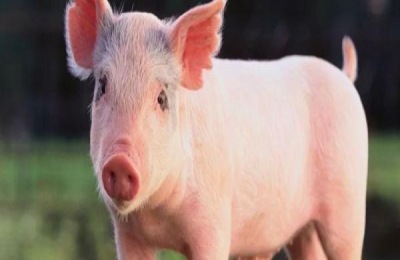 一般一头猪要养多久出栏