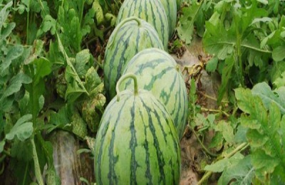 麒麟瓜一斤多少钱？亩产效益如何