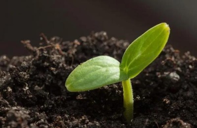 花生种下去几天发芽,附花生种植方法