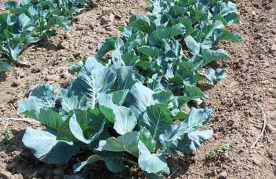 宝塔花菜一斤多少钱?种植前景如何?(附温室种植技术)