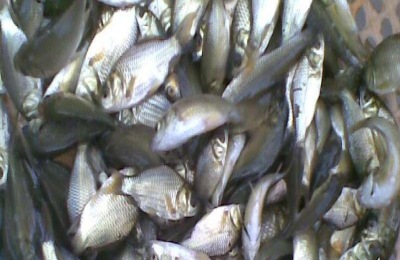 黑鱼苗一斤多少钱？分析黑鱼养殖的利润和前景