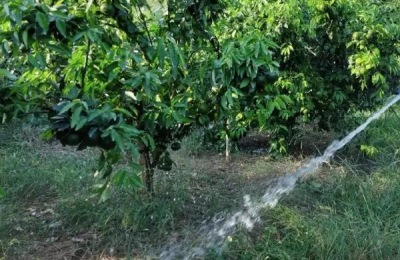 中国柑橘的经济栽培区集中在哪里,附柑橘的种植方法