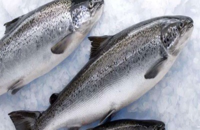 七彩鲑鱼的产地在哪里?鲑鱼有哪些品种