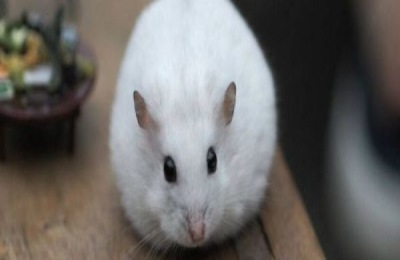 银狐仓鼠喜欢吃什么食物