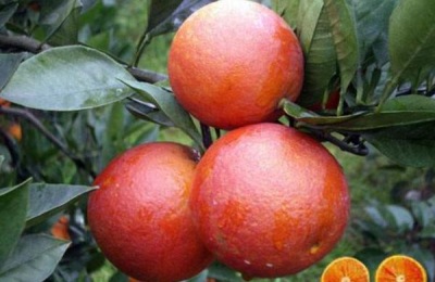血橙的产地在哪里?有哪些品种