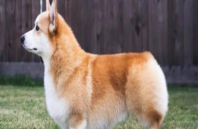 给狗断尾巴有什么作用