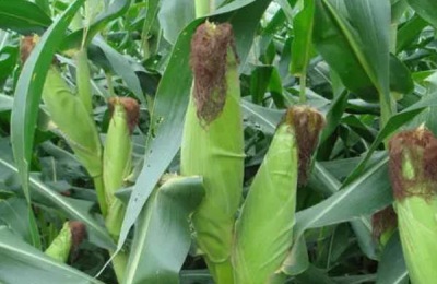 粒农16玉米品种介绍，适合哪里种植，产量如何