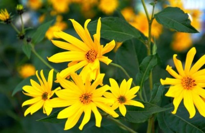 姜一斤多少钱?种植前景如何?(附种植技术)