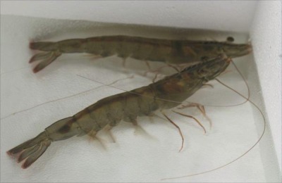 温室养南美白对虾利润