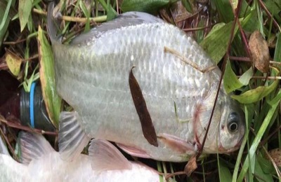 土鲫鱼能长多大