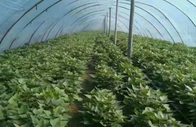 红薯种植者要想预防地下虫害，应该掌握哪些技巧