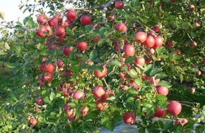 果树施肥后下大雨，需要再次施肥吗