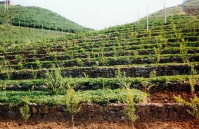 松茸的市场价格是多少?种植一亩松茸的成本和收益分析