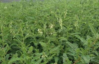 黄芪种植技术及亩收益,要什么气候条件,几年可以收获