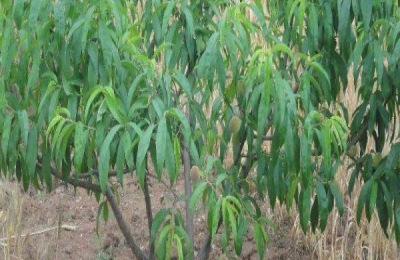 桃苗批发多少钱？桃树种植前景如何