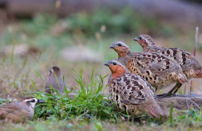 乡镇做什么生意好？这些投资小，利润高